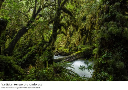 'To singe the pudu's dark fur' where 'assassin wasps tirelessly buzz': The pacification of Araucania, the death of South America's tallest tree, and the twisting of Huilliche-Mapuche land into a 'German farm-scape'
