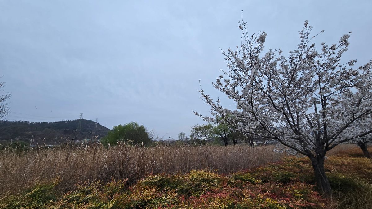 A Meta-Methodological and Ontological Analysis of Intelligence: Between Sutton’s “Bitter Lesson,” Park’s “Sculpting,” and the Nominalist Critique of Univocity