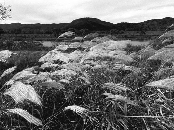 생각은 몸을 움직이는가: 정신 인과를 둘러싼 현대 심리철학