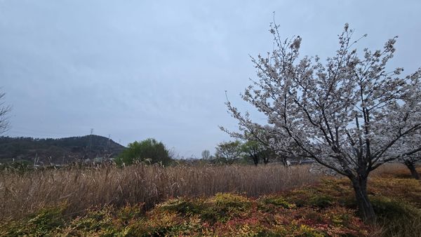 A Meta-Methodological and Ontological Analysis of Intelligence: Between Sutton’s “Bitter Lesson,” Park’s “Sculpting,” and the Nominalist Critique of Univocity