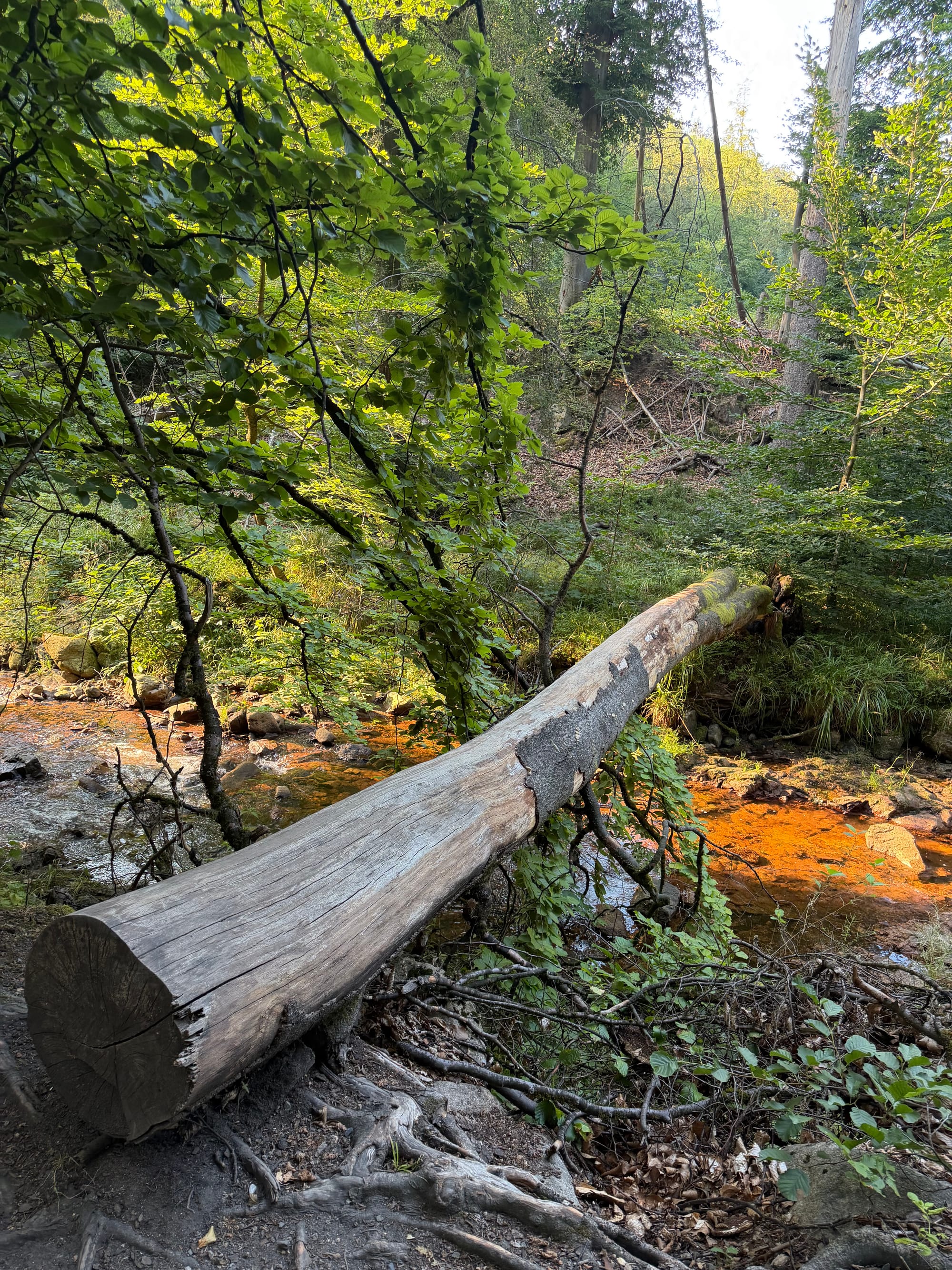 Ein großer, entwurzelter Baumstamm liegt als natürliche Brücke über dem rötlich schimmernden Flusslauf der Ilse im Wald. © Roman Jasiek