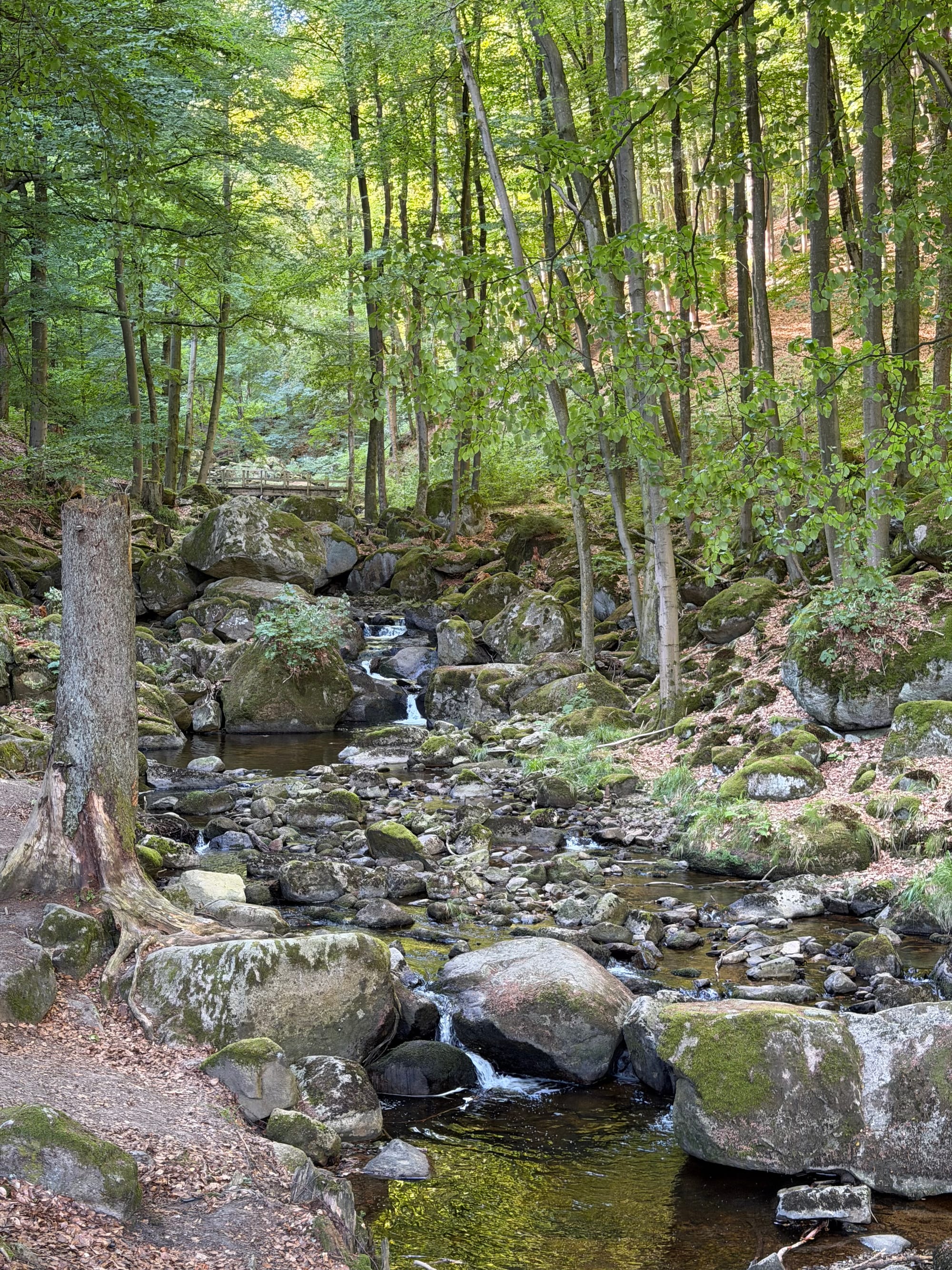 Ein schmaler Flusslauf der Ilse fließt über moosbedeckte, große Steine und Felsen inmitten eines dichten Laubwaldes im Harz. © Nicole Isensee