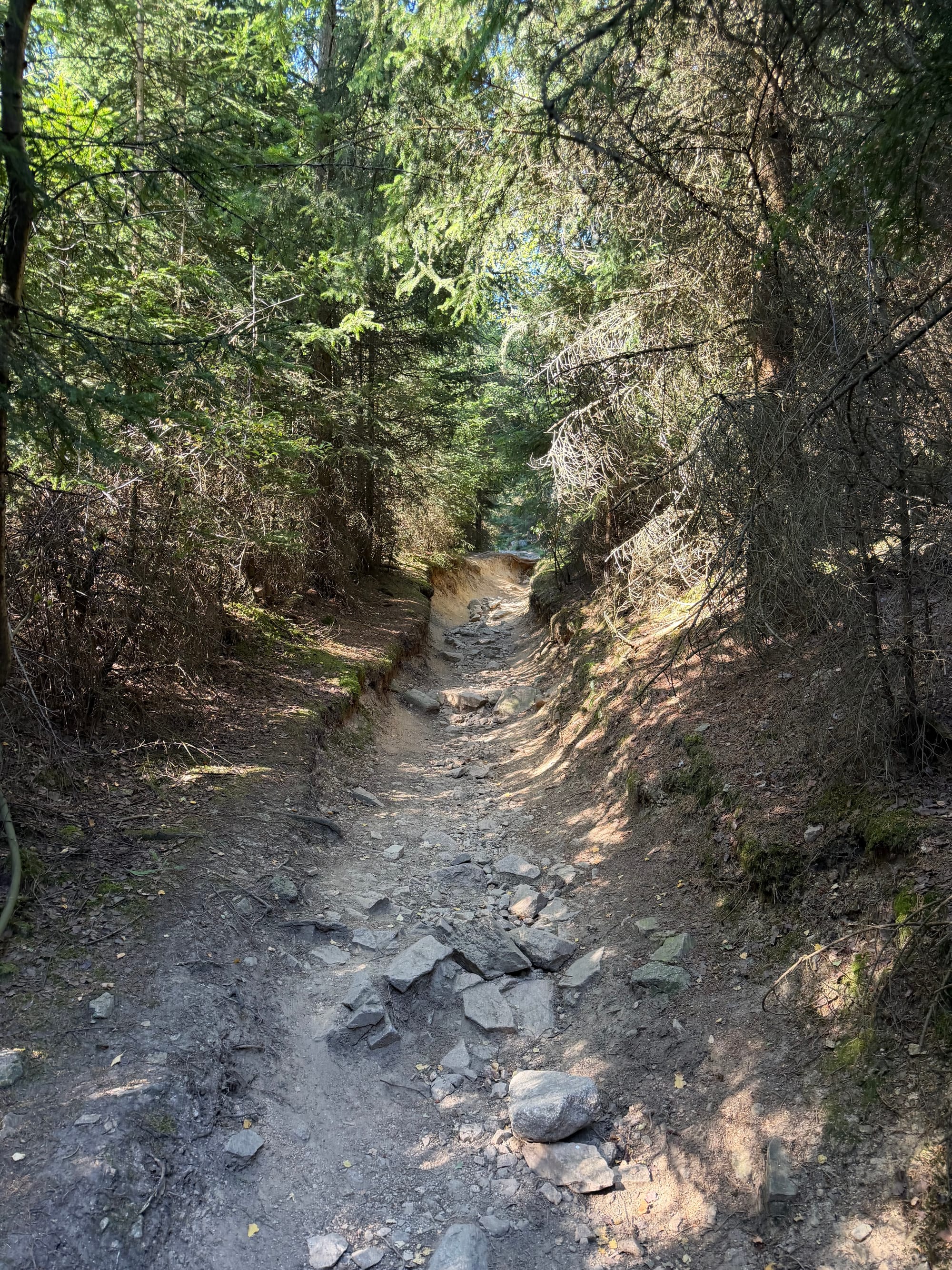 Ein tief ausgetretener, steiniger und steiler Hohlweg führt hinauf durch einen dichten Nadelwald. © Roman Jasiek