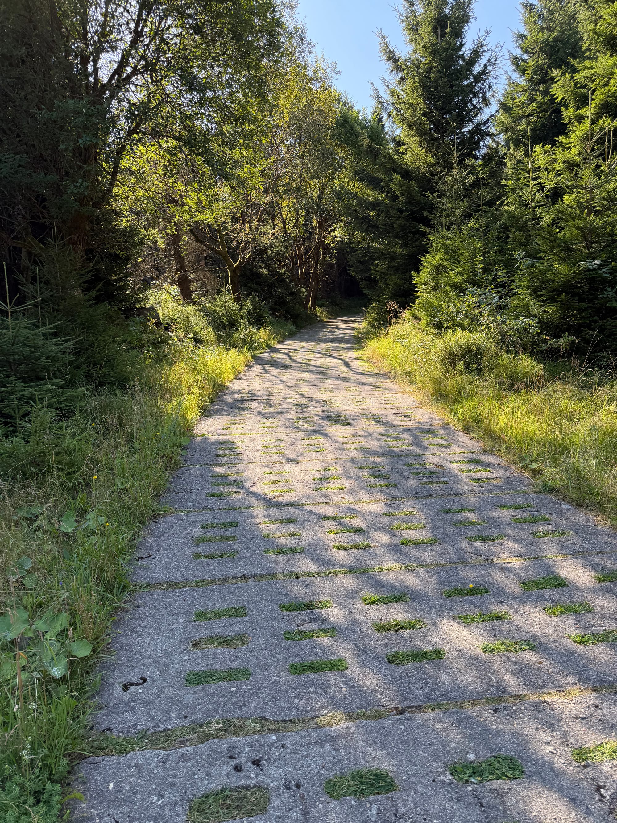 Ein steiler, von Bäumen gesäumter Wanderweg aus historischen Betonplatten mit rechteckigen Löchern, durch die Gras wächst. © Roman Jasiek