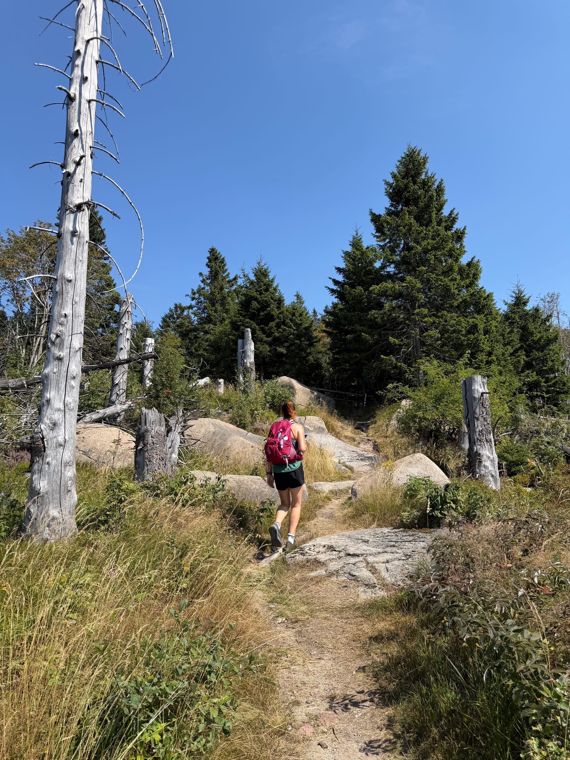 Nicole läuft auf einem schmalen Trampelpfad vorbei an markanten, abgestorbenen Baumstämmen und Felsen hinauf zum Gipfel. © Roman Jasiek