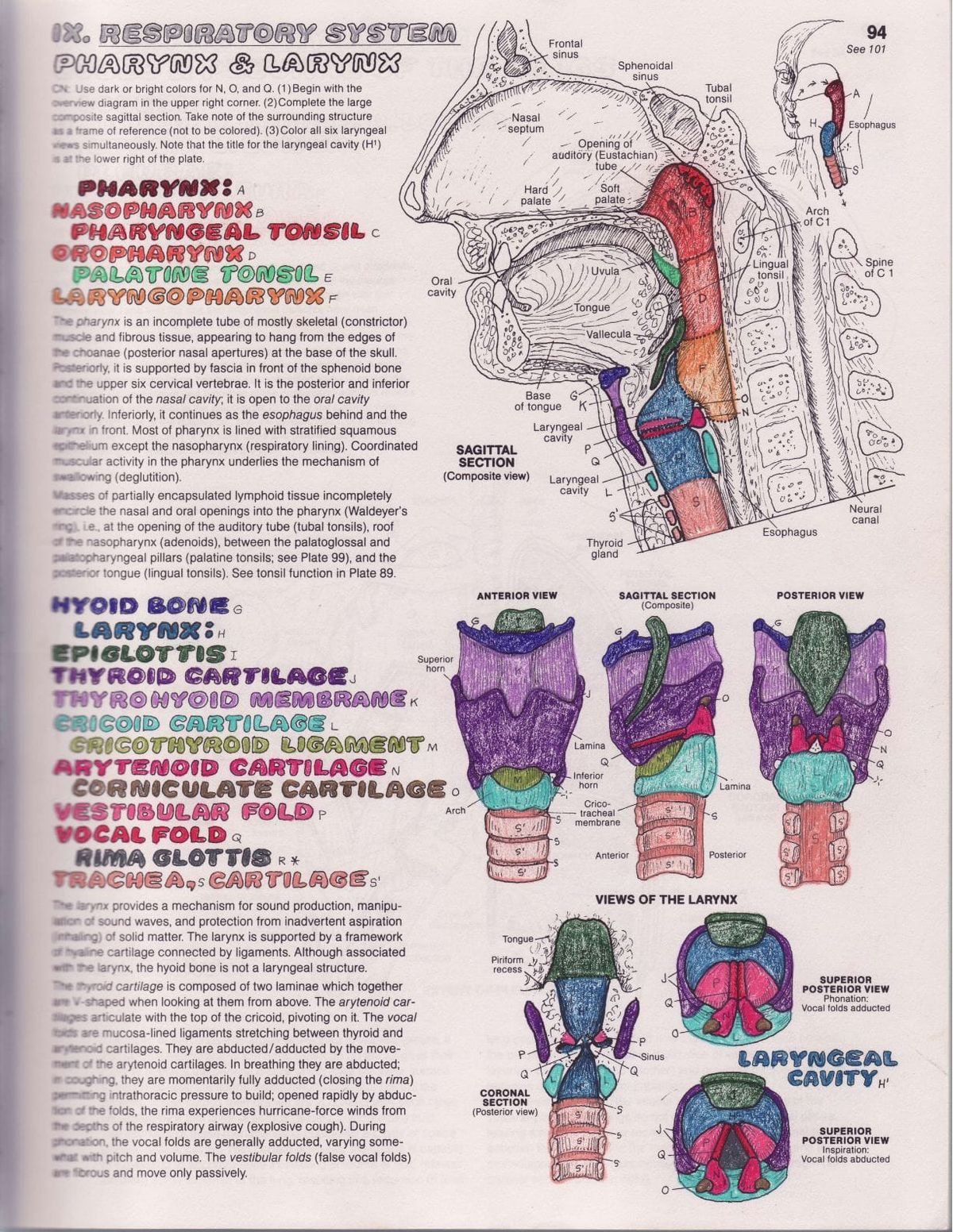 Vocal Anatomy 101: An Introduction