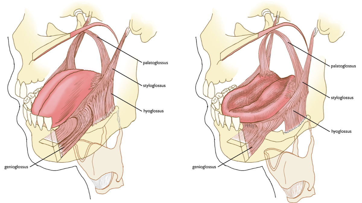 On Retraction & Depression, Muscular and Otherwise