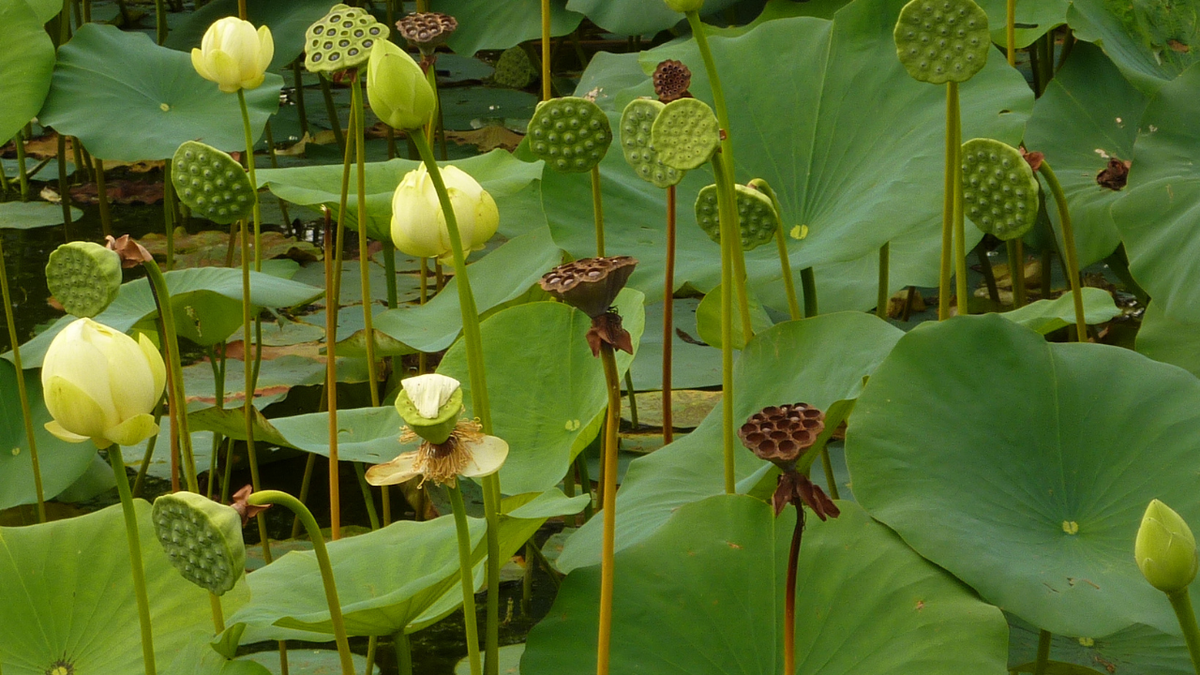 The Liberated Voice Version 2.0