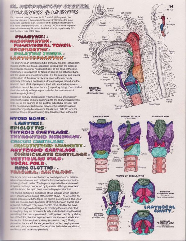 Vocal Anatomy 101: An Introduction