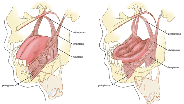 On Retraction & Depression, Muscular and Otherwise
