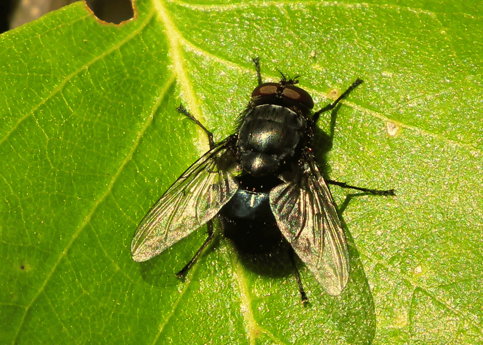 Flying Insect Trap