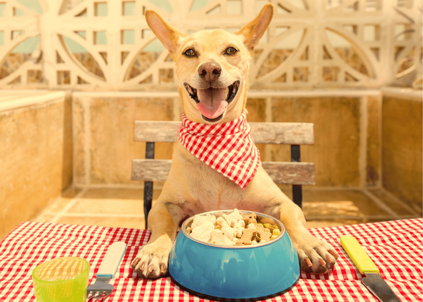 Freeze Dried Dog Food