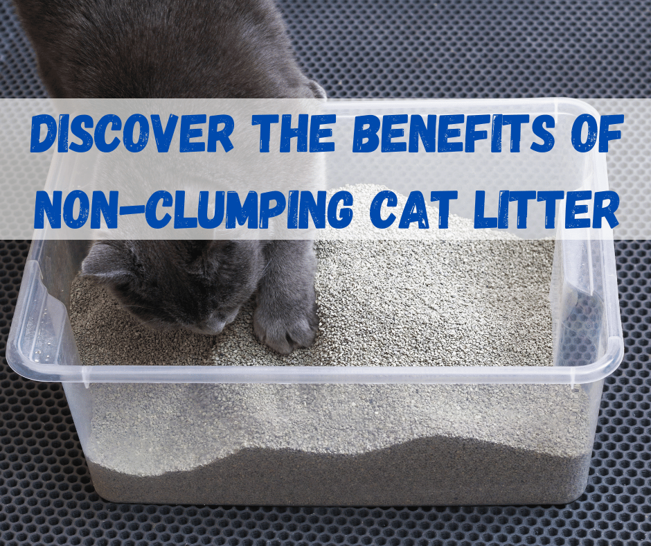 Non Clumping Cat Litter