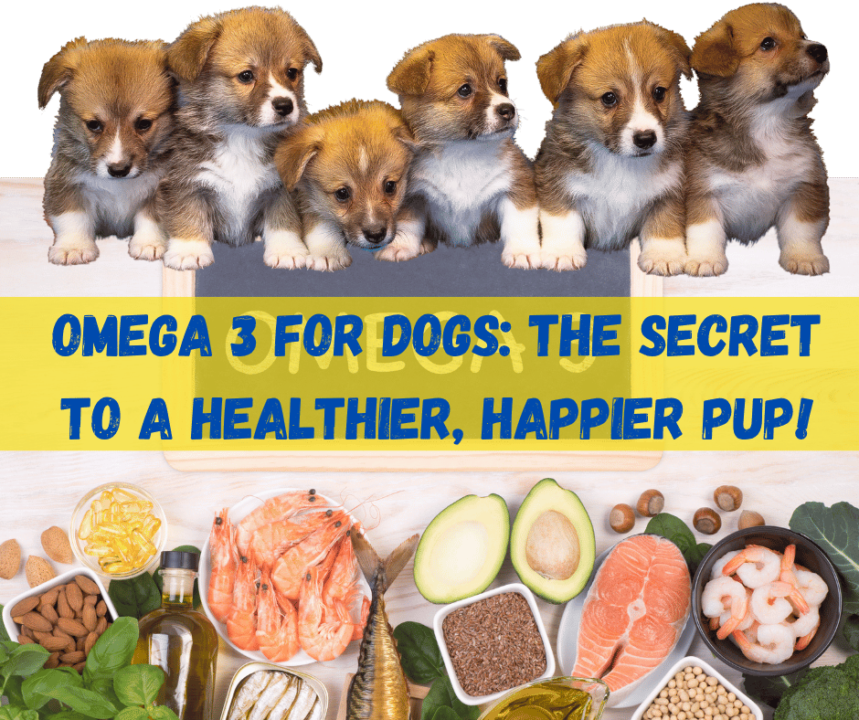 Omega 3 For Dogs