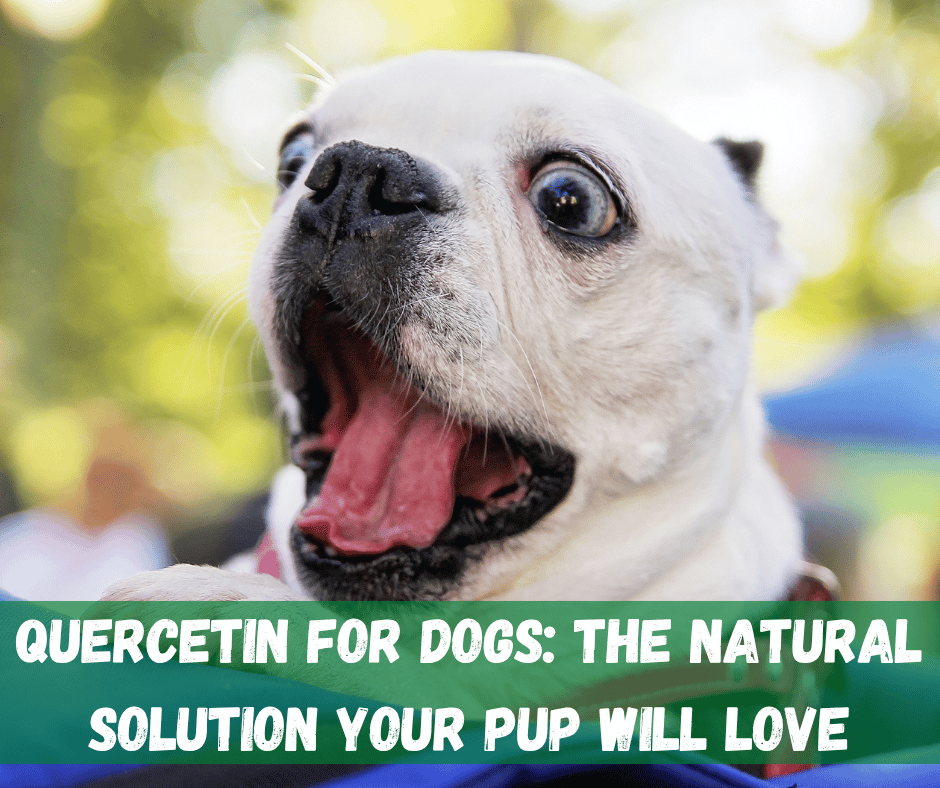 Quercetin For Dogs