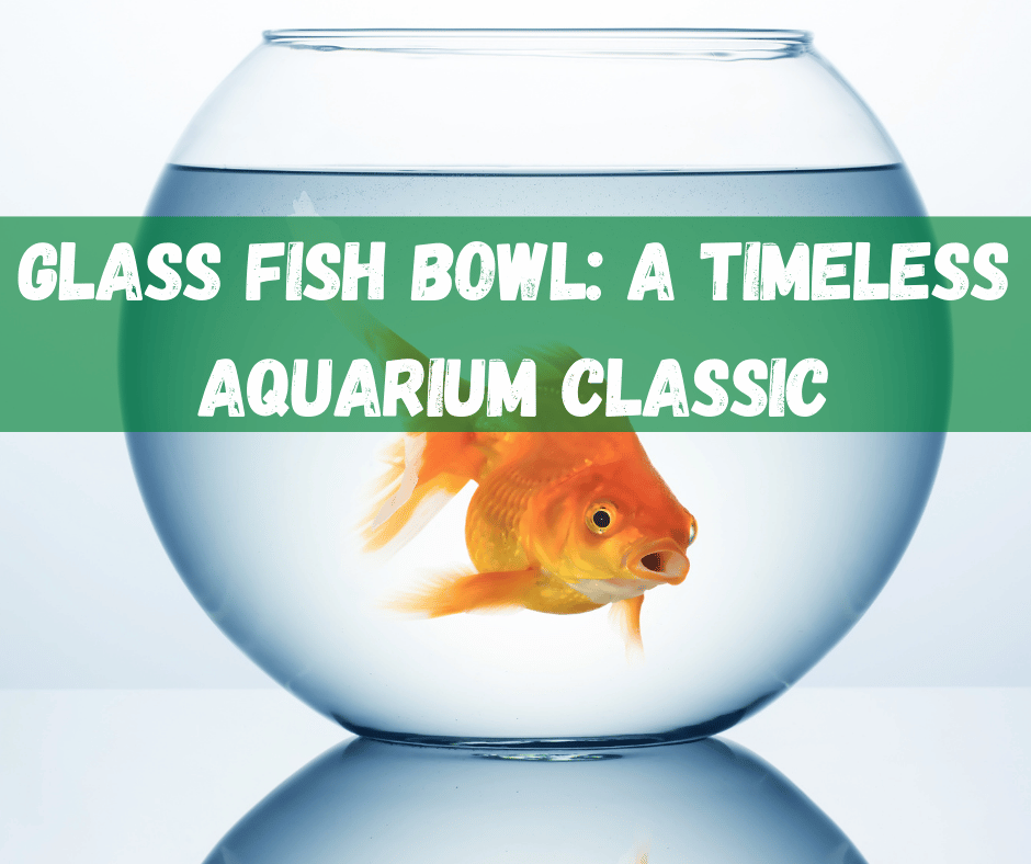 Glass Fish Bowl