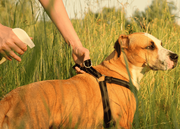 Mosquito Repellent For Dogs