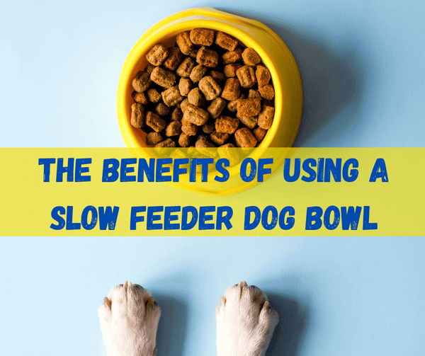 Slow Feeder Dog Bowl