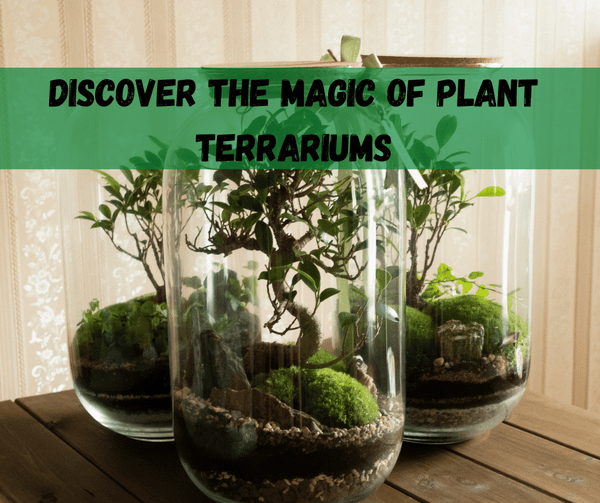 Plant Terrarium