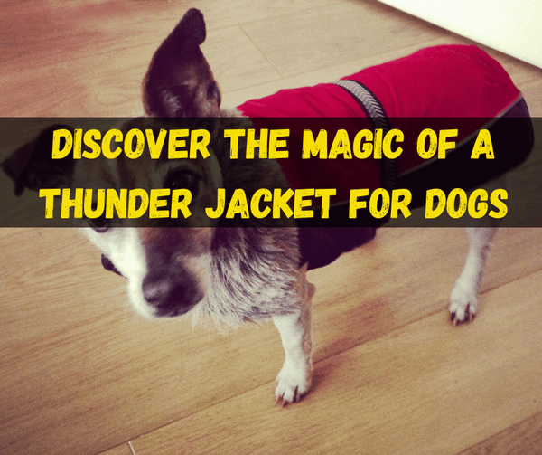 Thunder Jacket For Dogs