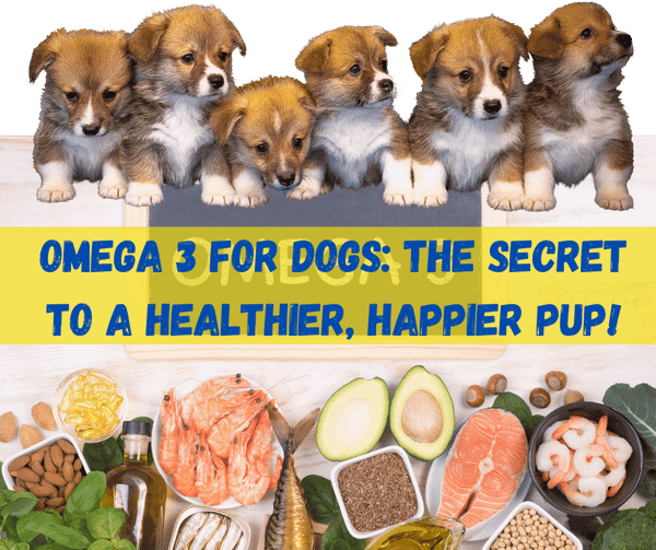Omega 3 For Dogs