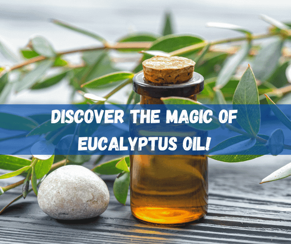 Eucalyptus Oil