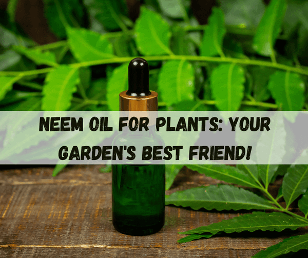 Neem Oil For Plants​