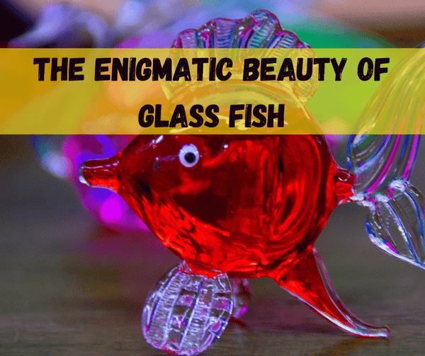 The Enigmatic Beauty of Glass Fish