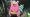 Slowbro Pokemon card from Pokemon Pitch Black set