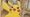 A close up of the artwork of the Pikachu at the Museum Pokémon card