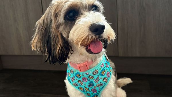 These adorable Pokémon pet accessories make your dog look like a real Trainer’s partner