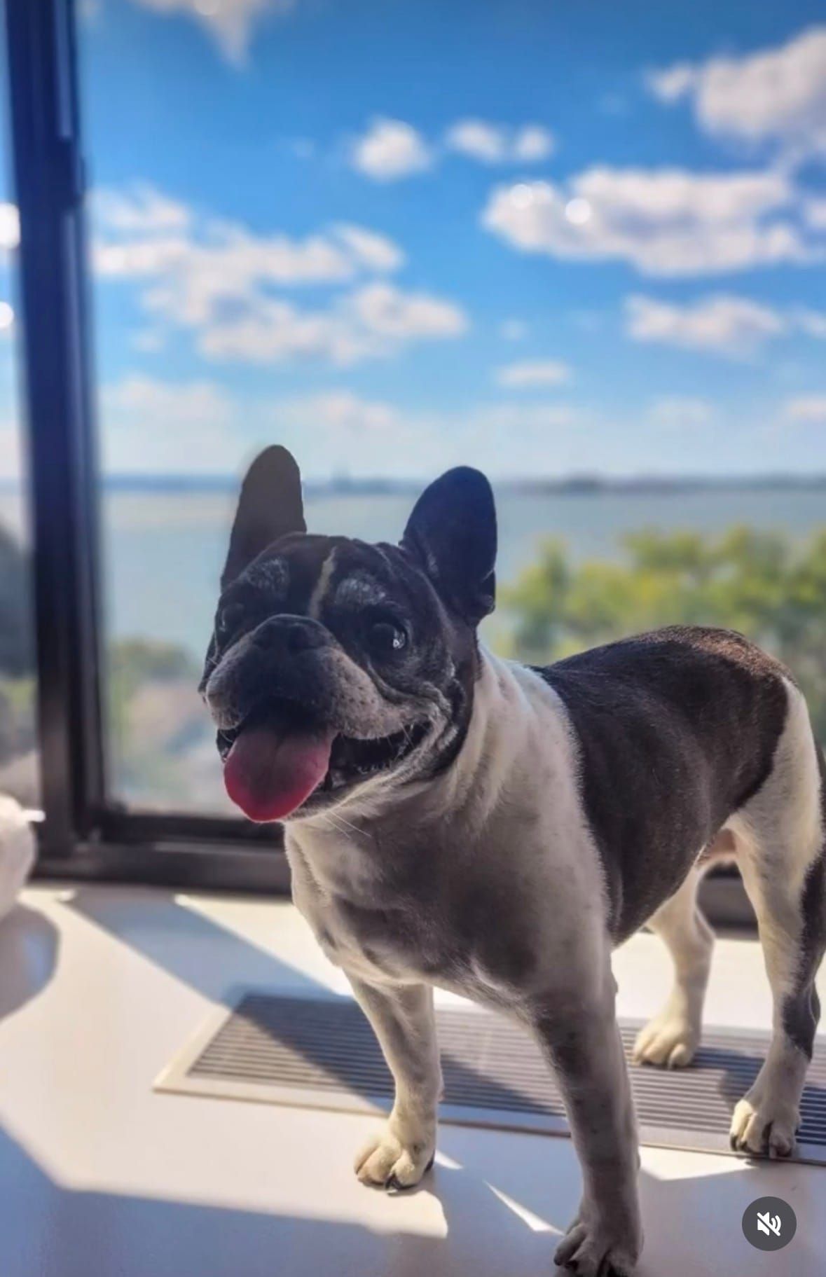 What My Dog Taught Me About God