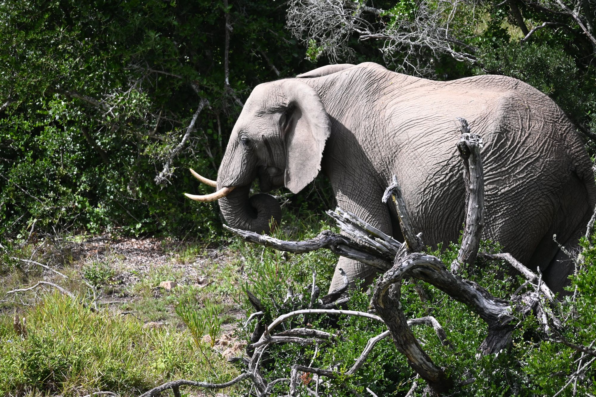 What exactly will I be doing as a volunteer in South Africa?