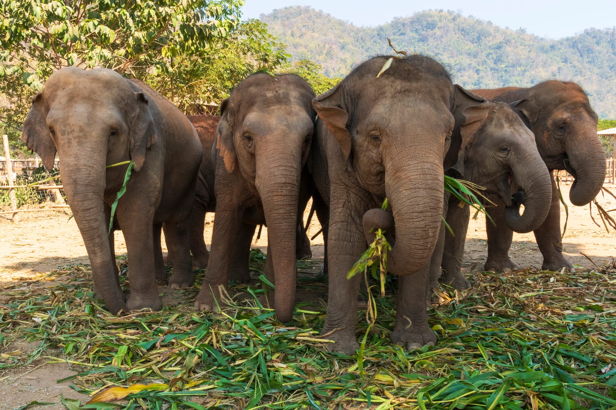Ethical Elephant Sanctuaries in Thailand: How to Tell the Real Ones from the Fakes