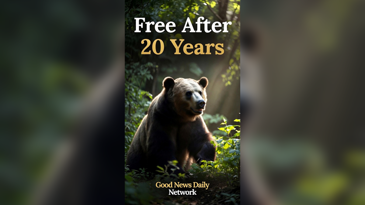 Four Bears Freed After 20 Years
