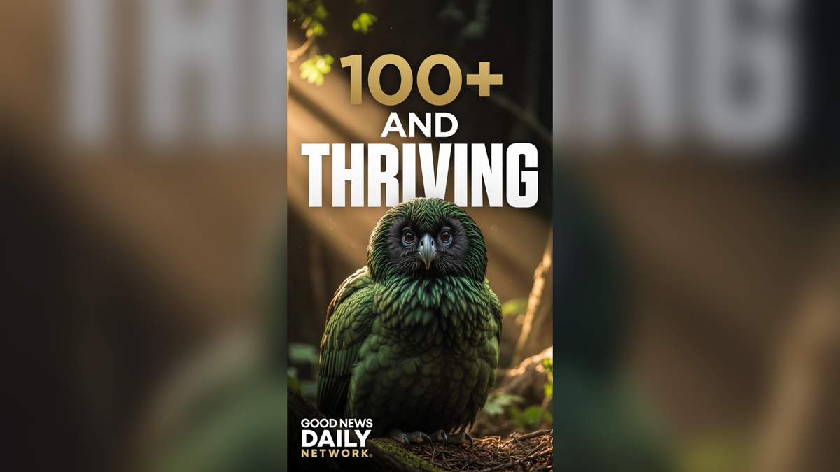World's Rarest Parrot Just Had a Massive Baby Boom