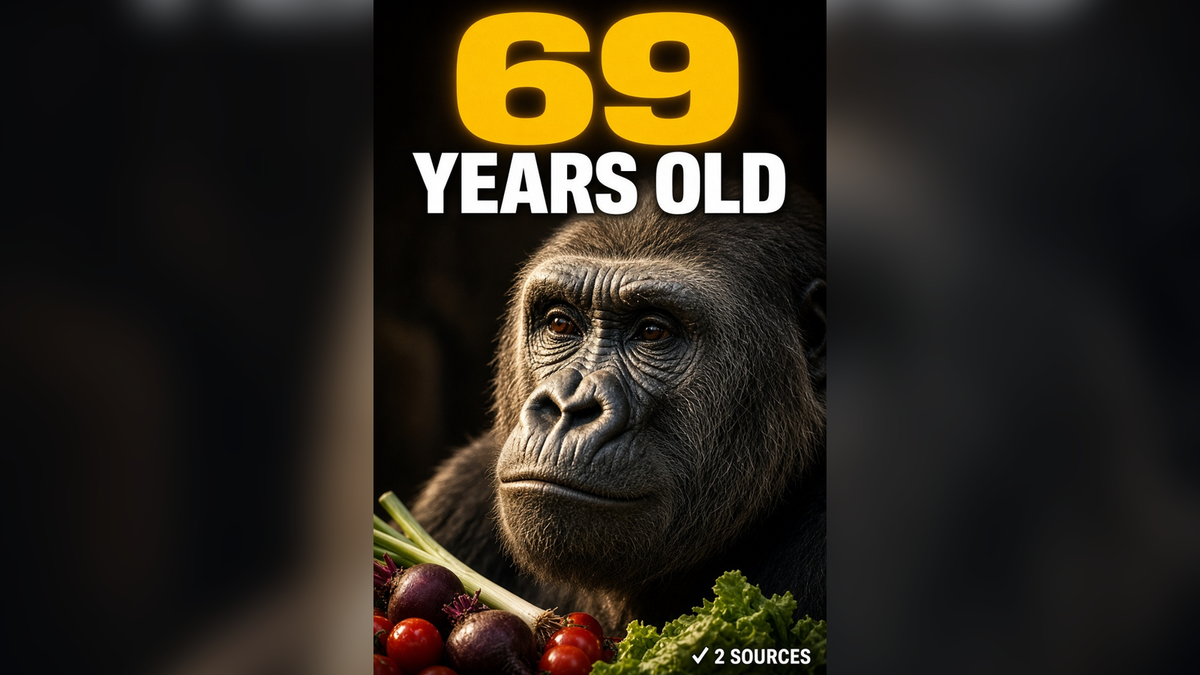 No Gorilla Has Lived Longer