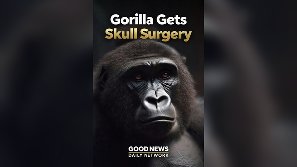 Surgeons Gave a Gorilla Skull Surgery