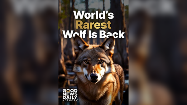 The World's Rarest Wolf Is Back