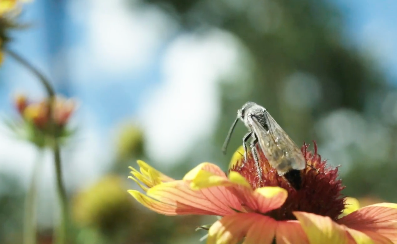 DAO Life and Veganic Flow Farming with Mark Epstein