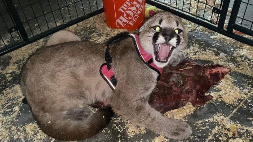 Roadside Zoo Bill will Endanger People and Animals, including Livestock of Wisconsin