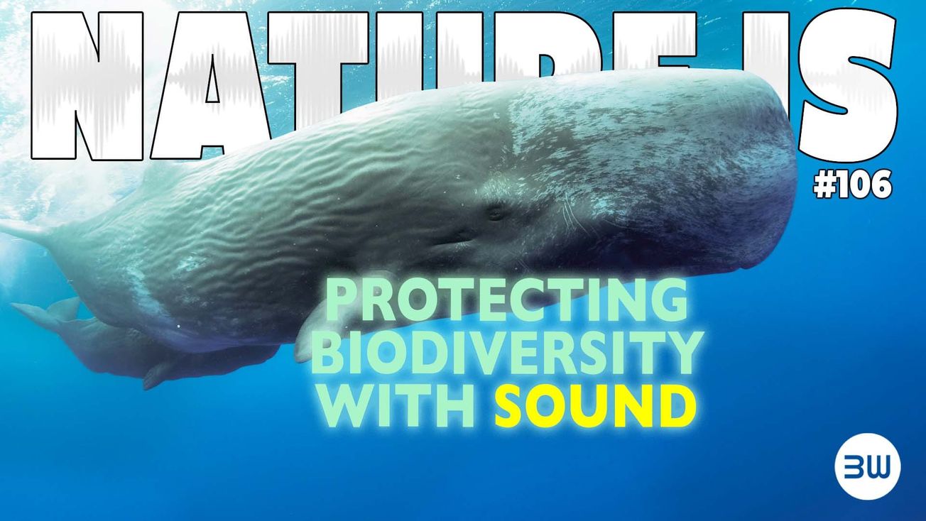 Nature's Orchestra Is All Around Us