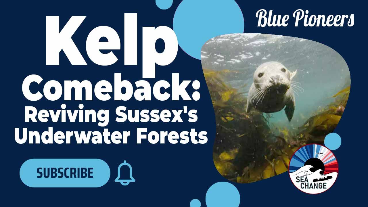 Restoring Sussex's Kelp Forests: A Tale of Recovery and Hope