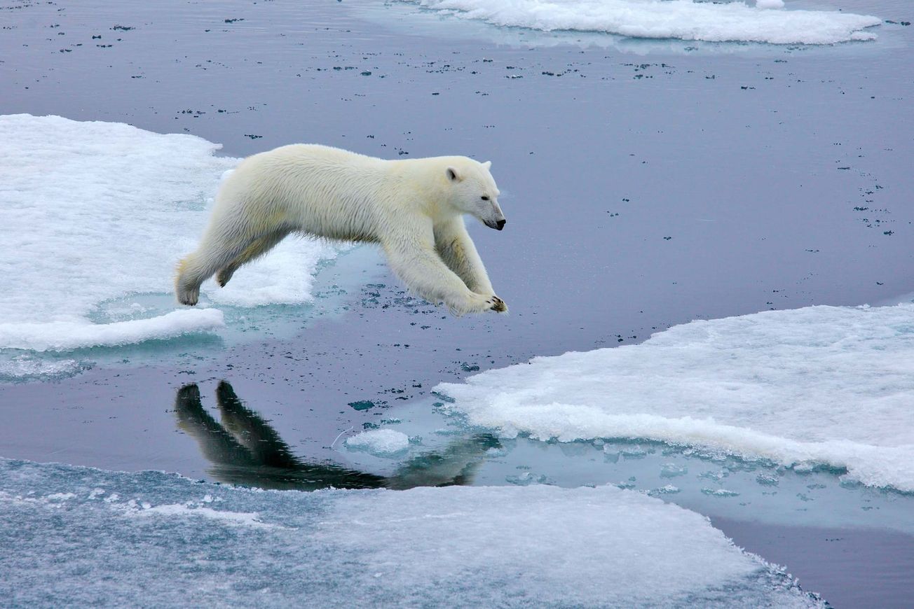 Melting Boundaries: The Arctic’s Rapid Shift and Why It Matters to Us All