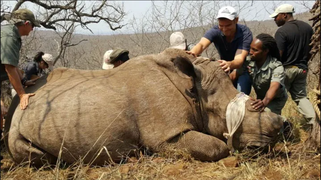 Help Freeland Protect Endangered Wildlife With Emergency Funding