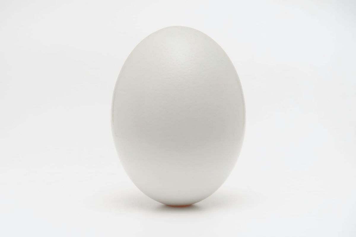 Photo of an egg, captioned "Marc Andreessen"