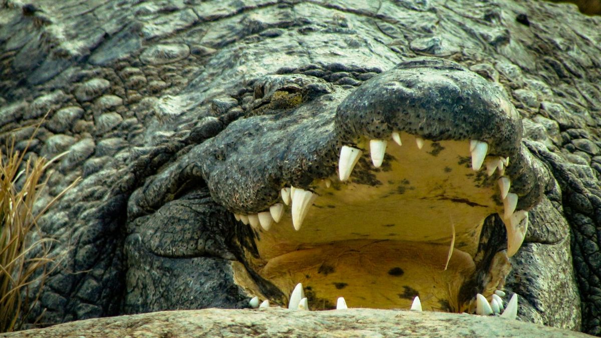 Old alligator with a big mouth