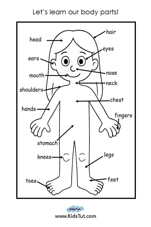 Parts of the Body Worksheet for Kindergarten