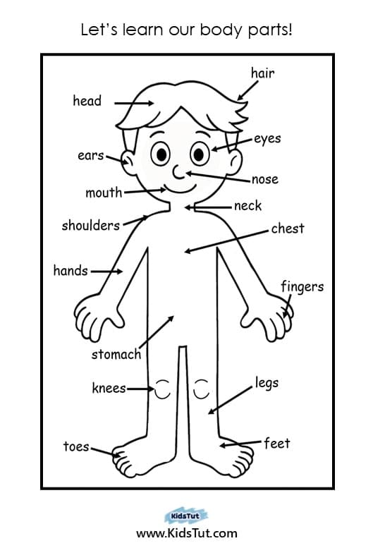 Parts of the Body Worksheet for Kindergarten