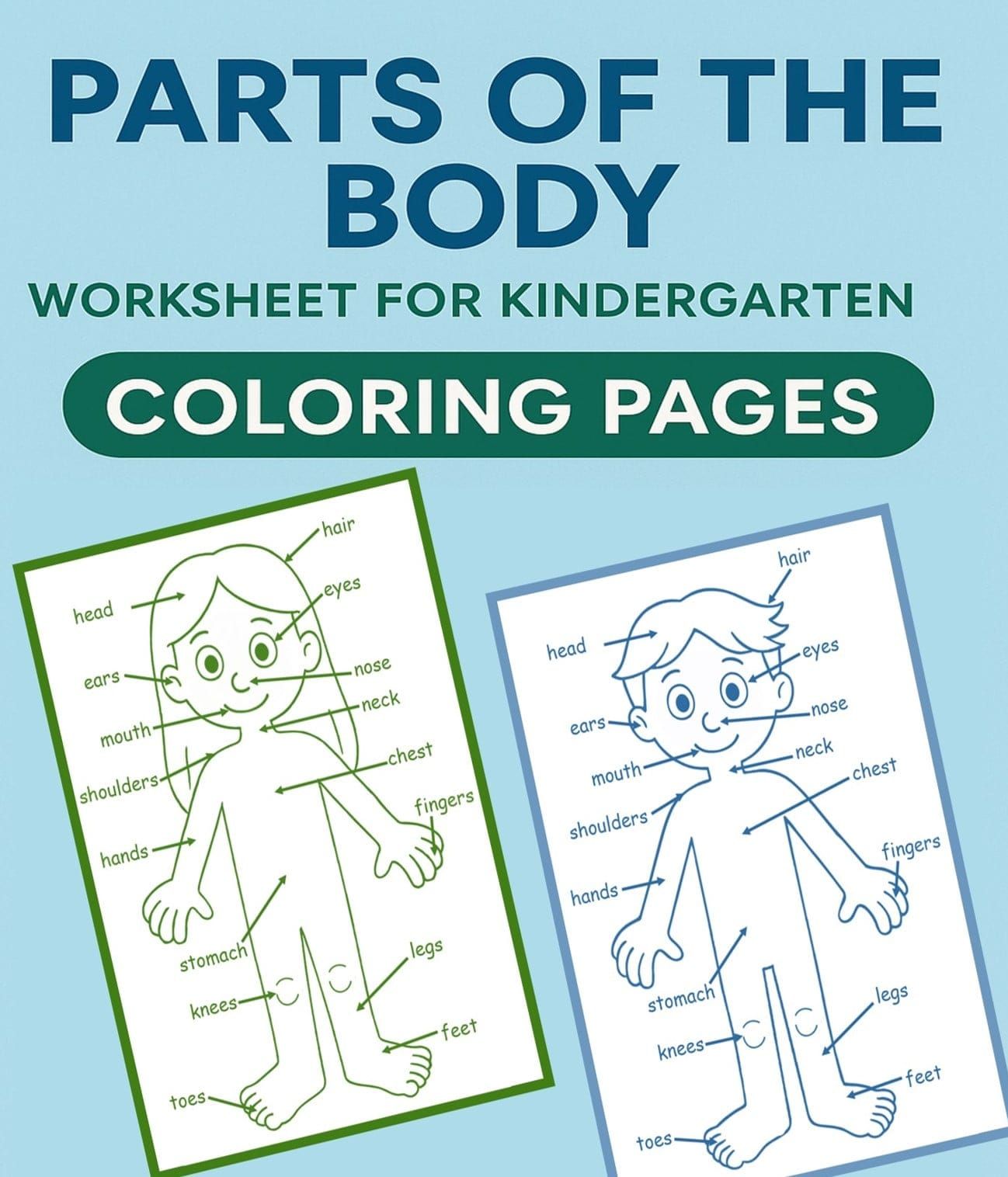 Parts of the Body Worksheet for Kindergarten